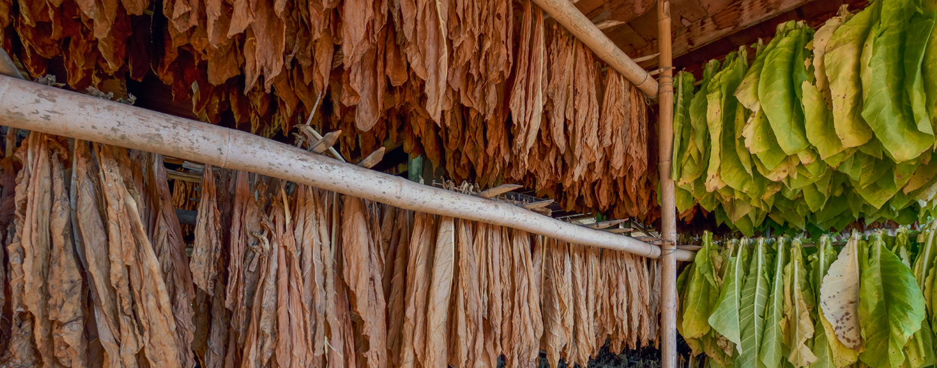 cansasa tobacco Northern Plains