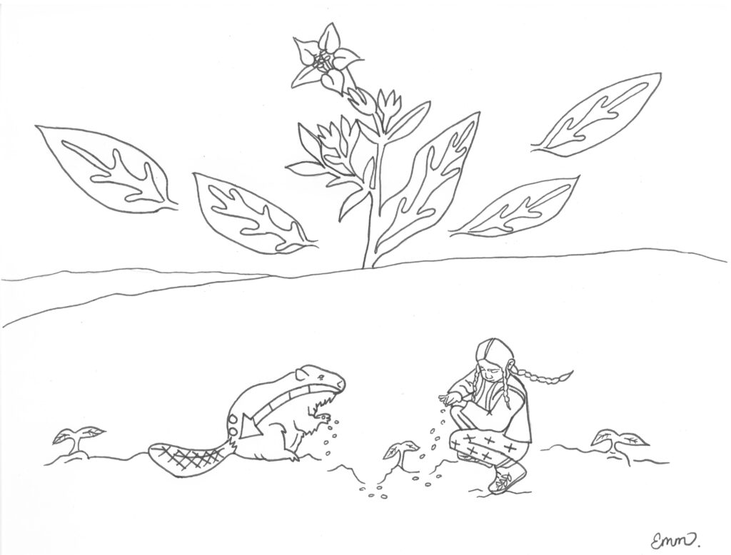 Line drawing of beaver and person using tobacco with tobacco flowers and leaves floating above them.
